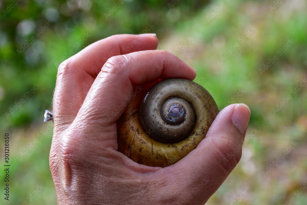 3,568 A Spiral Shell Of A Snail Stock Photos, High-Res Pictures, and Images  - Getty Images