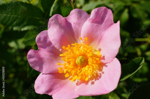 pink flower in the garden