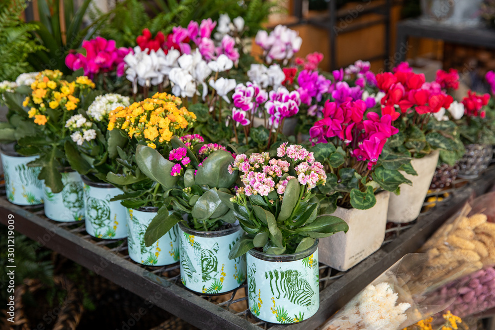 Potted decorative succulent Kalanchoe blossfeldiana and Cyclamen persicum plants in different colors at the greek garden shop in October.