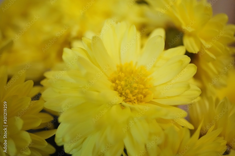 yellow flowers on a background yellow flowers on a background