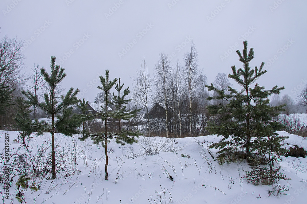 custom made wallpaper toronto digitalBeautiful winter landscape with trees in snow