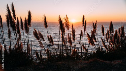 Gräser im Abendlicht an der kalifornischen Küste des Pazifiks