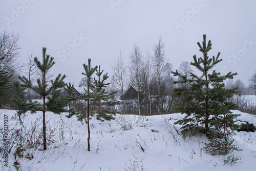 Wallpaper Mural Beautiful winter landscape with trees in snow Torontodigital.ca