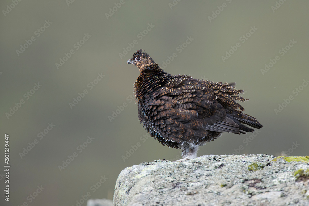 Portrait of red grouse standing on a stone Portrait of red grouse standing on a stone