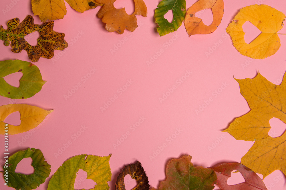 Background group autumn orange, green, yellow and brown leaves. with the heart shape cut out in the middle on pink background. Studio shoot. View from above. Horizontal orientation. Copy space