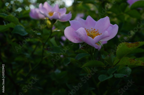 flower in the garden