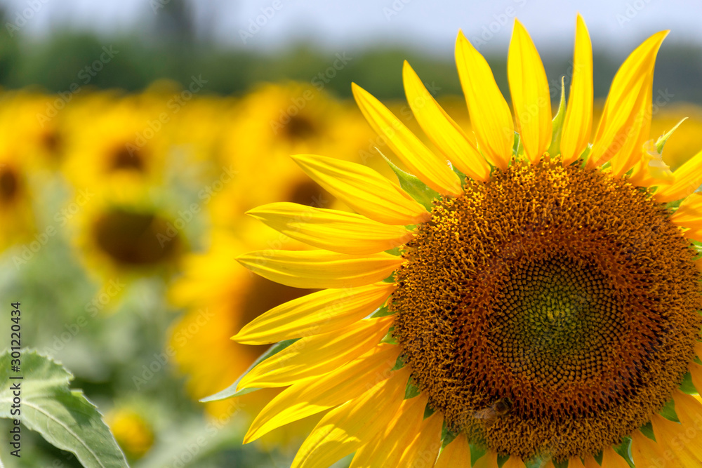 A field of sunflowers in summer attracts native bees and other pollinators. A field of sunflowers in summer attracts native bees and other pollinators.