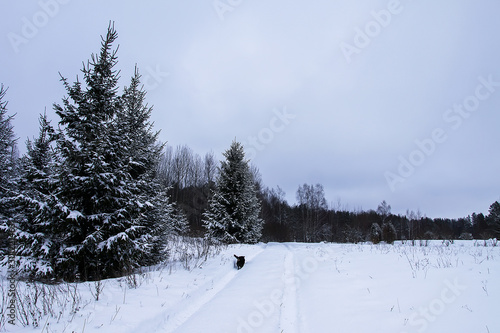 Small black dog running along the road in the village in winter day