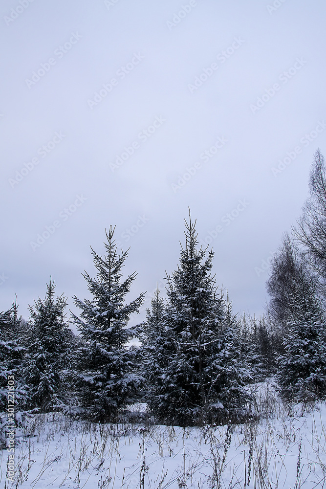 Snow covered fir trees in cold winter day. Seasonal nature in East Europe.