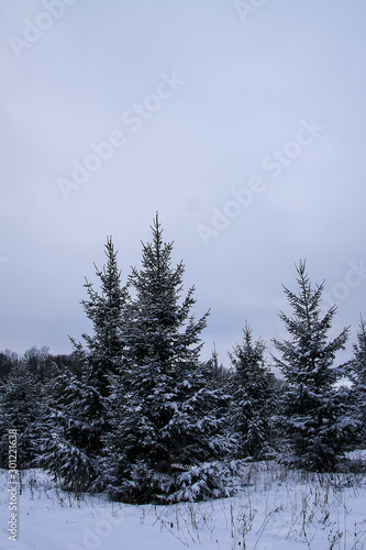 Snow covered fir trees in cold winter day. Seasonal nature in East Europe.