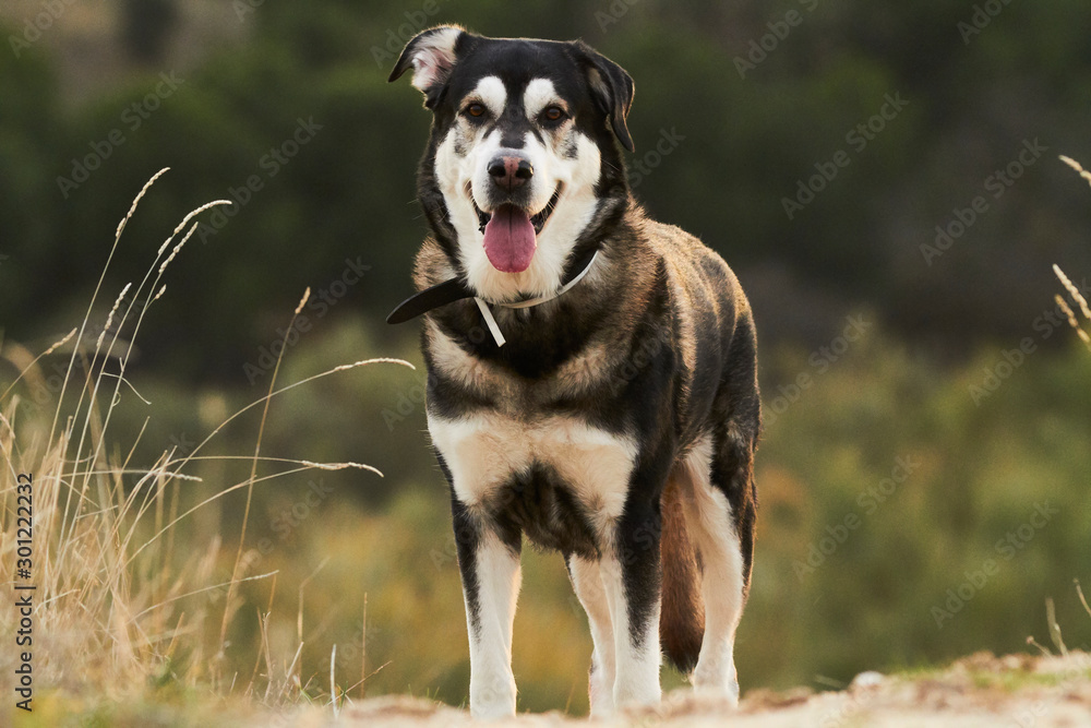 Portrait Dog Alaska Malamute With mastiff in nature