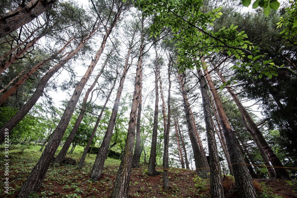 Pine tree in forest fresh nature Pine tree in forest fresh nature