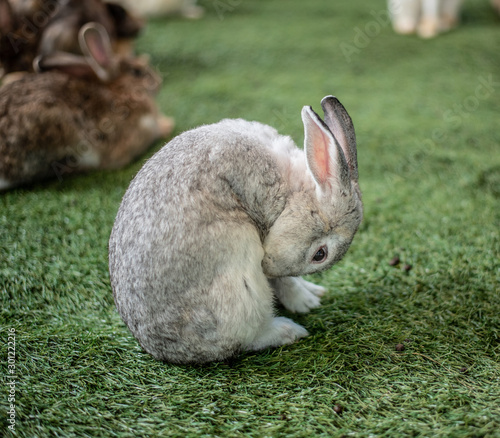 rabbit on grass field spring