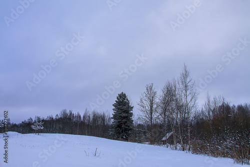 Beautiful winter landscape with trees in snow