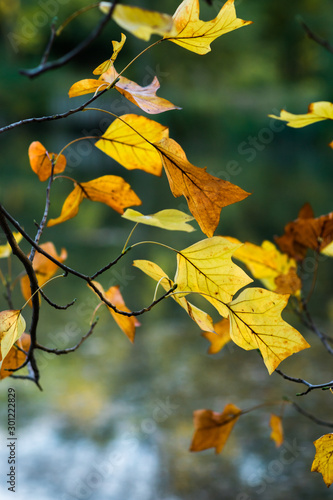 autumn, fall leaves on branch, among blurry background