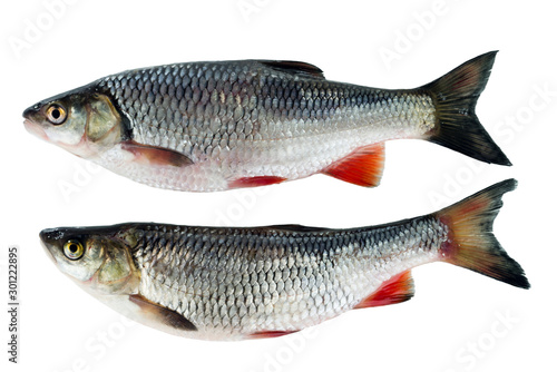 Two chub isolated on white background. A common freshwater fish.