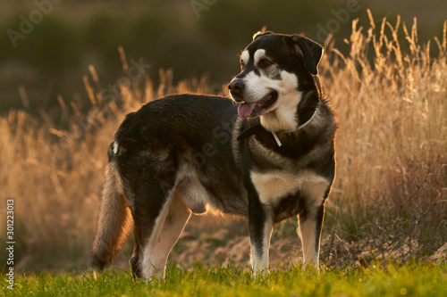 Portrait Dog Alaska Malamute With mastiff in nature