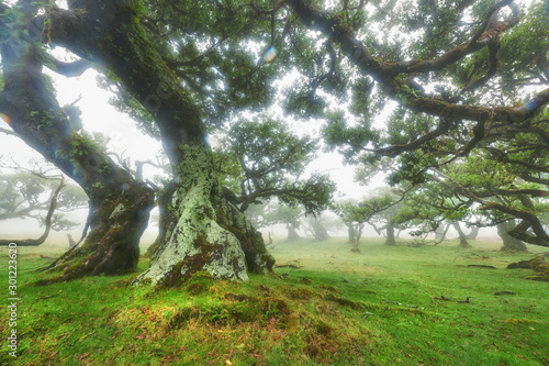 Old cedar tree in Fanal forest - Madeira island. Portugal