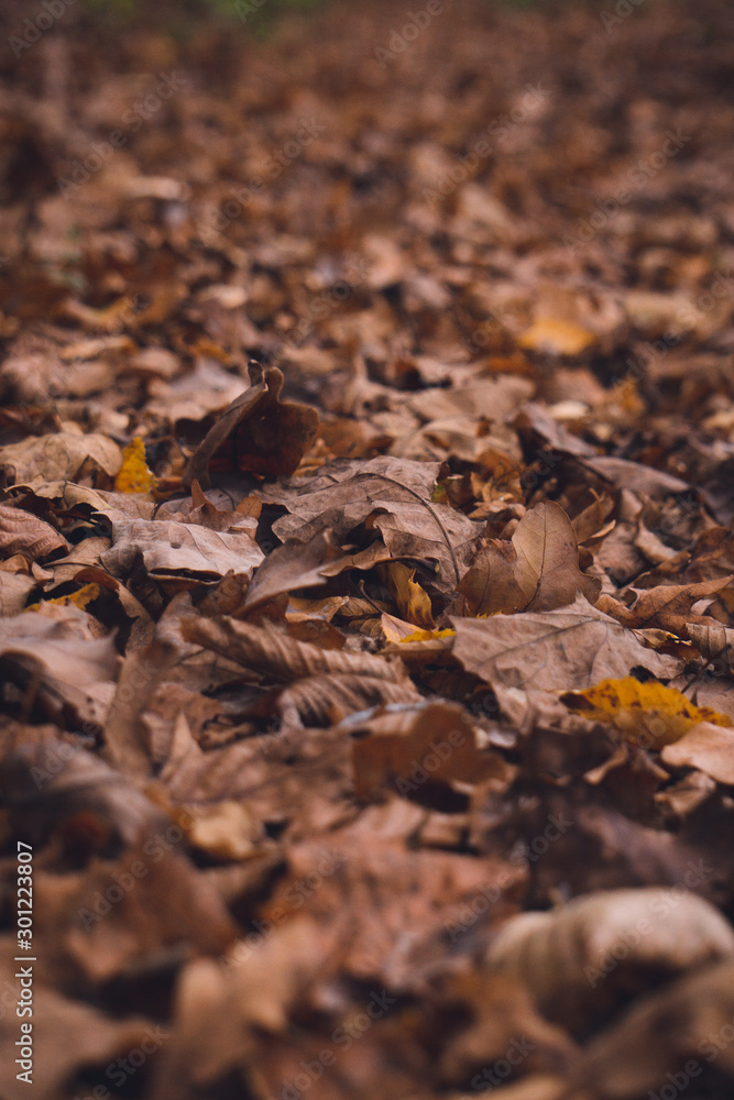 Autumn leaves close up Autumn leaves close up