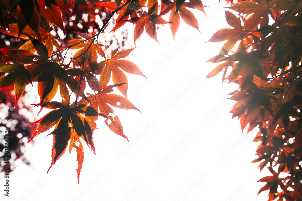Autumn colorful red maple leaf Autumn colorful red maple leaf