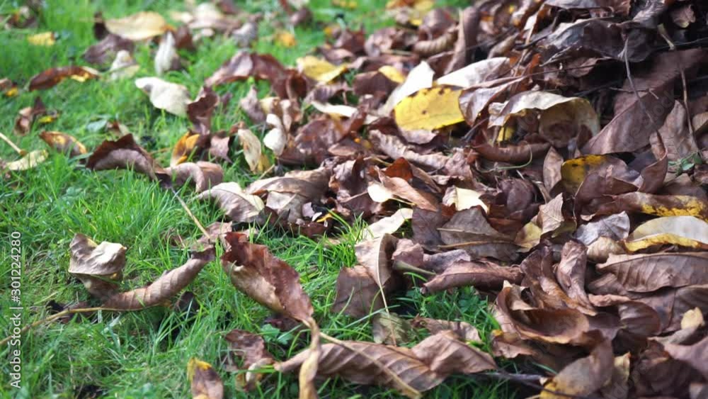 Autumn leaves on a meadow Autumn leaves on a meadow