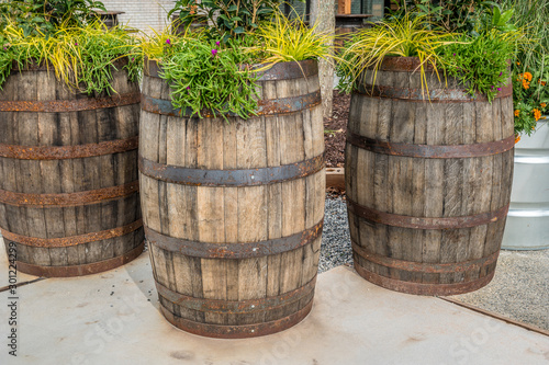 Oak barrel planters outdoors