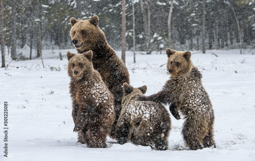 Bear family in the snowfall. She-Bear and bear cubs on the snow. Brown bears in the winter forest. Natural habitat. Scientific name: Ursus Arctos Arctos.