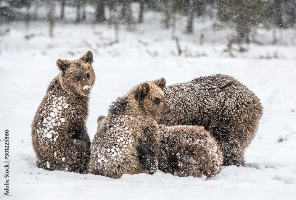 Obraz premium Bear family in the snowfall. She-Bear and bear cubs on the snow. Brown bears in the winter forest. Natural habitat. Scientific name: Ursus Arctos Arctos.