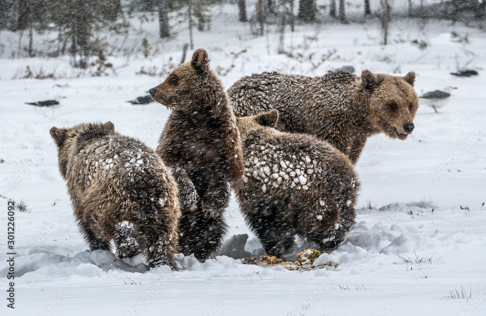 Obraz premium Bear family in the snowfall. She-Bear and bear cubs on the snow. Brown bears in the winter forest. Natural habitat. Scientific name: Ursus Arctos Arctos.