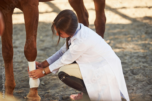 Using bandage to heal the leg. Female vet examining horse outdoors at the far...