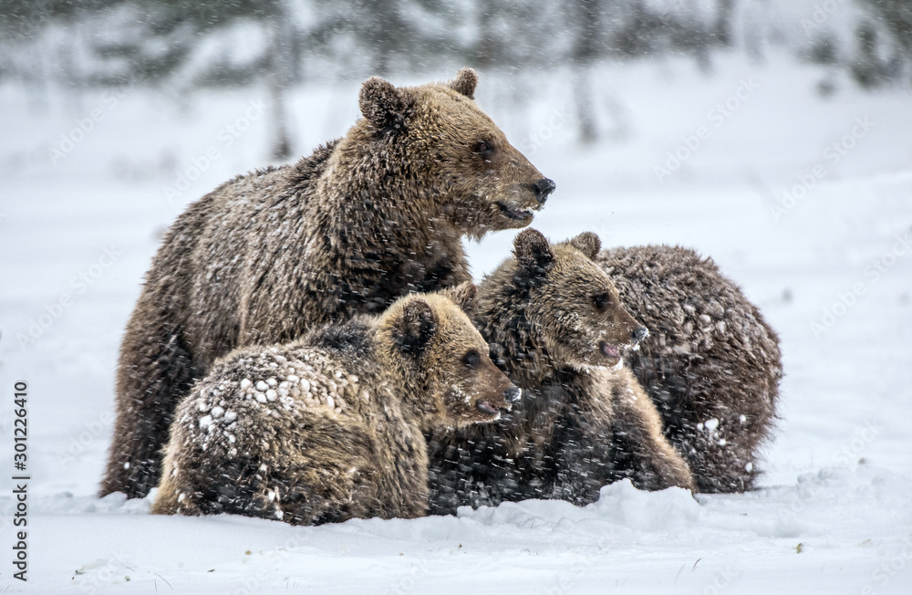 Obraz premium Bear family in the snowfall. She-Bear and bear cubs on the snow. Brown bears in the winter forest. Natural habitat. Scientific name: Ursus Arctos Arctos.