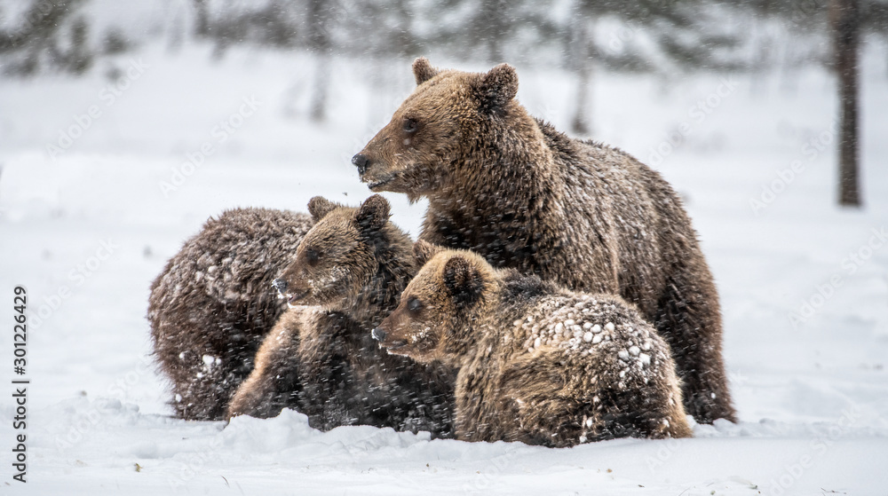 Bear family in the snowfall. She-Bear and bear cubs on the snow. Brown bears in the winter forest. Natural habitat. Scientific name: Ursus Arctos Arctos. Bear family in the snowfall. She-Bear and bear cubs on the snow. Brown bears in the winter forest. Natural habitat. Scientific name: Ursus Arctos Arctos.