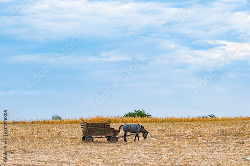Fototapeta Naklejka Na Ścianę i Meble -  Autumn landscape with wheat field and horse with a wagon, corn field and horse in sunny day