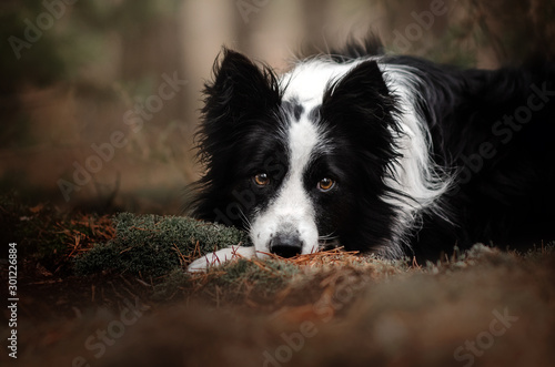 Fototapeta Naklejka Na Ścianę i Meble -  border collie dog beautiful portrait in the forest magic light incredible photo