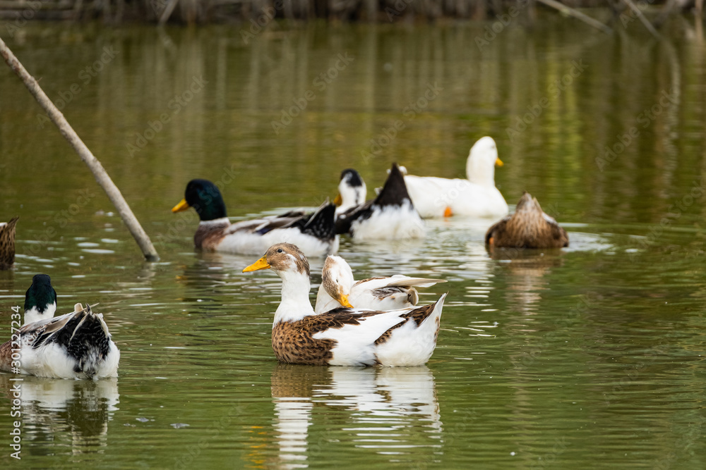 Close up of many wild ducks swiming in the river Close up of many wild ducks swiming in the river