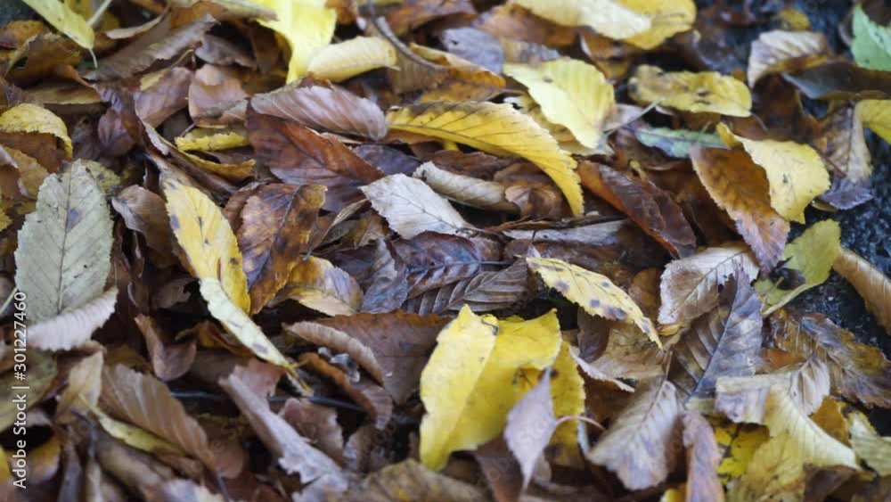Leaves lying on the wet ground in autumn Leaves lying on the wet ground in autumn