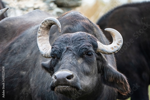  black water buffalo in the fields