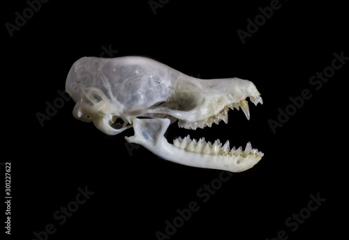 Bat (Chiroptera) skull isolated on black background