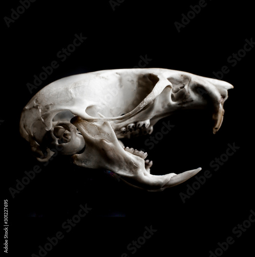 The Ural field mouse (Apodemus uralensis)  skull isolated on black background