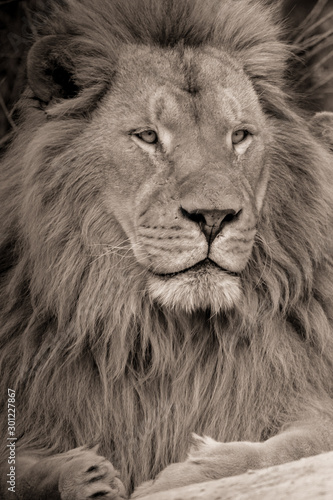 king lion