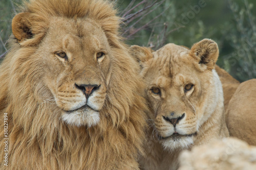 couple de lion photo