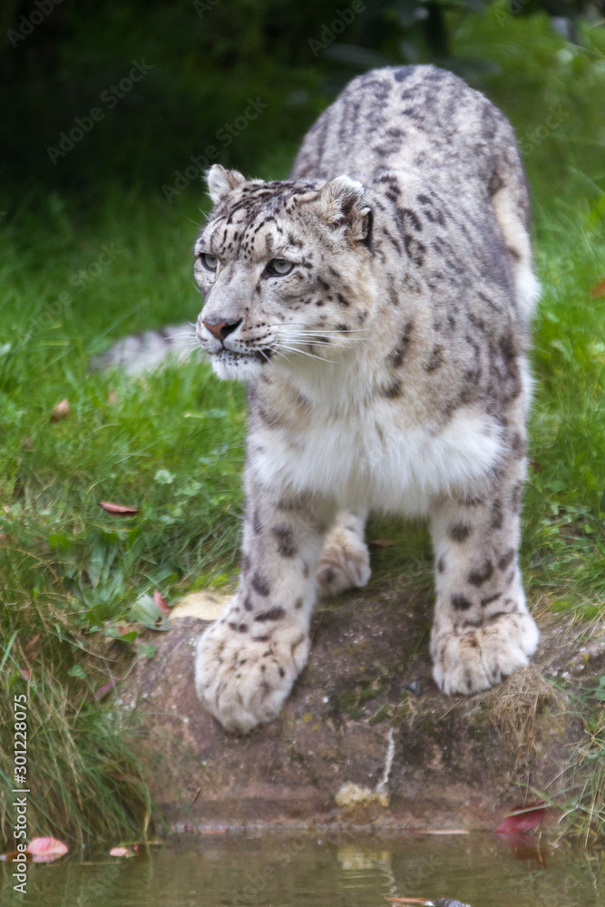 Obraz premium de sibérie