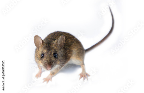The Ural field mouse (Apodemus uralensis) on a white background close-up