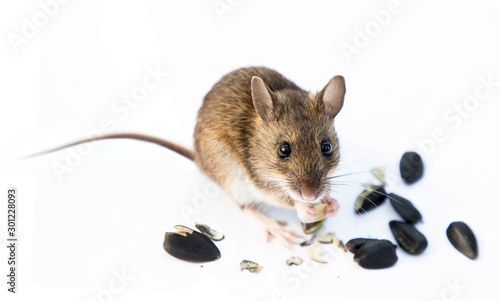 The Ural field mouse (Apodemus uralensis) eats seeds on a white background