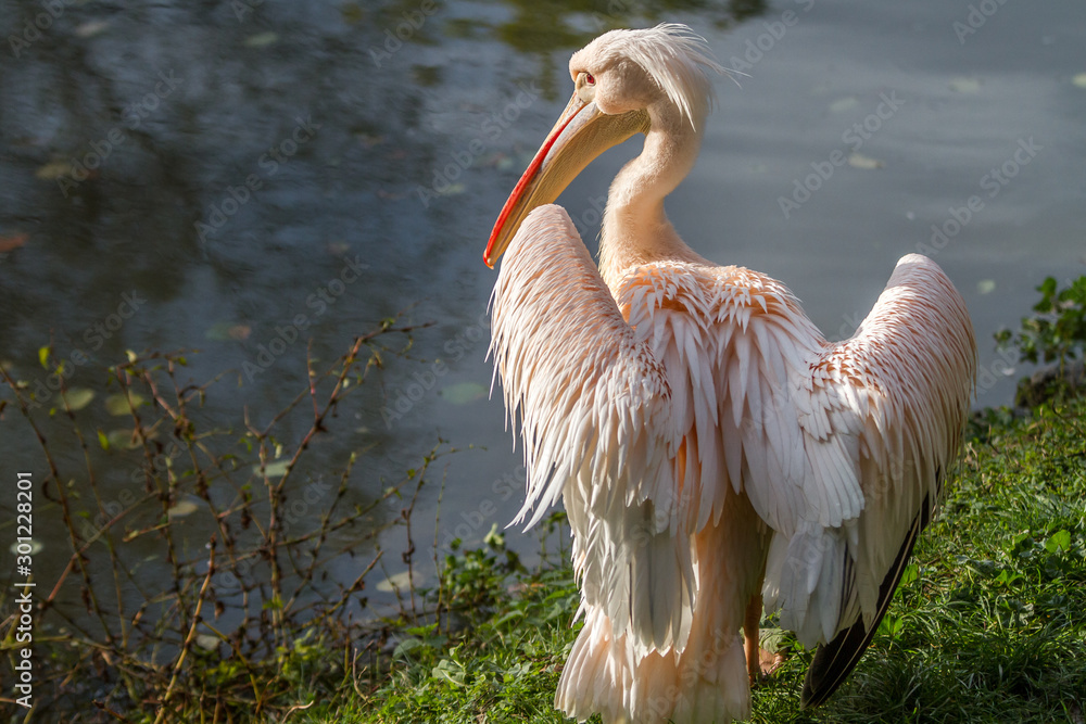 Obraz premium pelican1