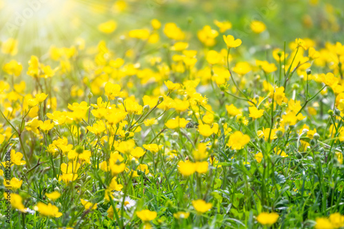 Green meadow with yellow wildflowers in the sunshine