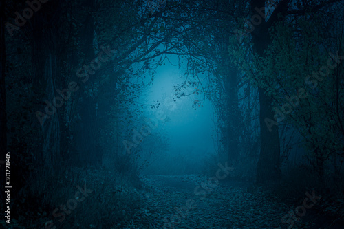 Fototapeta Naklejka Na Ścianę i Meble -  Mysterious, blue-toned forest pathway. Footpath in the dark, foggy, autumnal, cold forest among high trees.