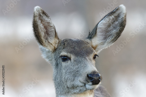 Colorado Wildlife. Wild Deer on the High Plains of Colorado © Gary