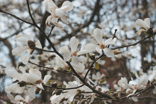 Blooming magnolia flowers in spring