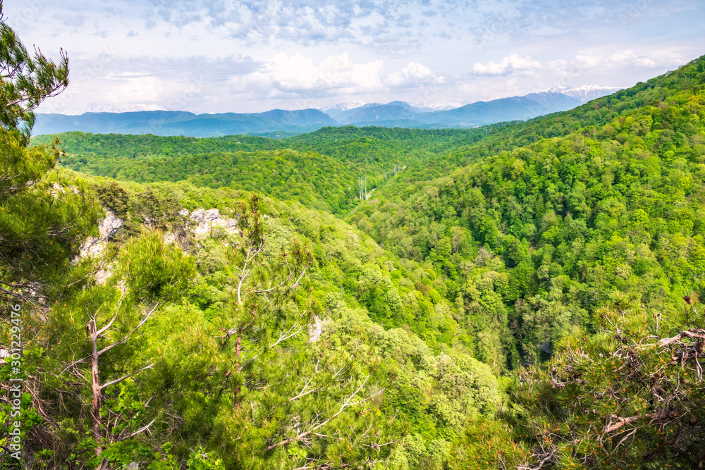 Thick forest in a green valley mountain with power lines. Snow capped mountains visible on the horizon
